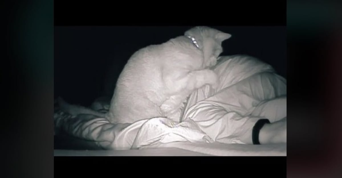 Une Femme Constamment Fatiguee Place Une Camera Dans Sa Chambre Et Decouvre Que Son Chat La Tape 4 Heures Par Nuit
