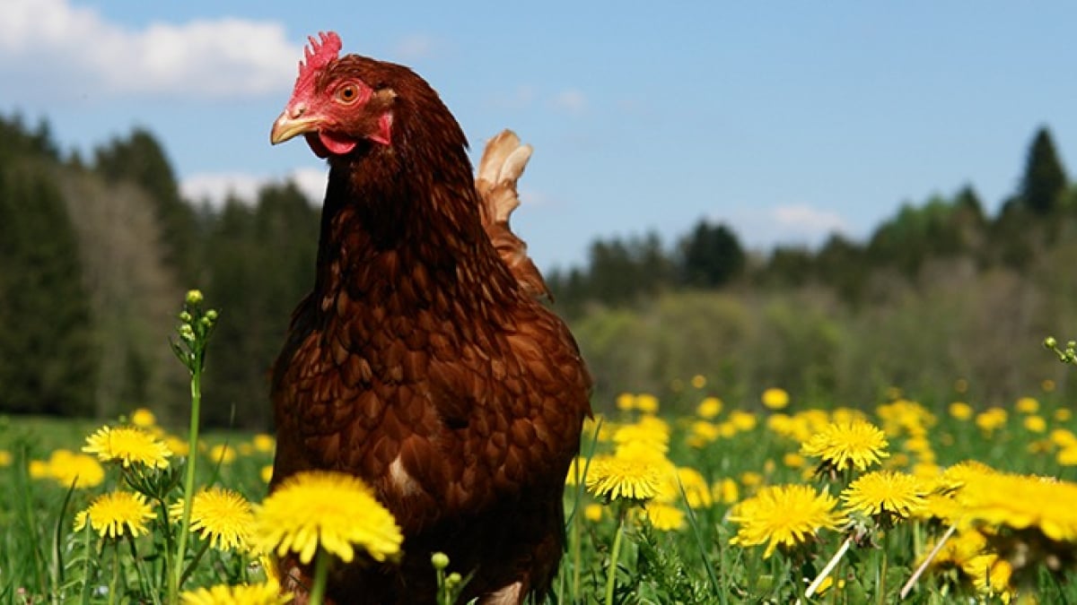 Illustration : "Les plantes toxiques pour les poules"