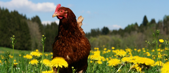 Illustration : "Les plantes toxiques pour les poules"