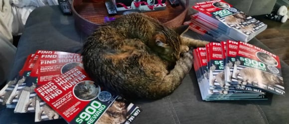 Illustration : "Un garçon de 9 ans retrouve un chat disparu depuis 74 jours. Son propriétaire lui offre près de 1000 euros en récompense !"