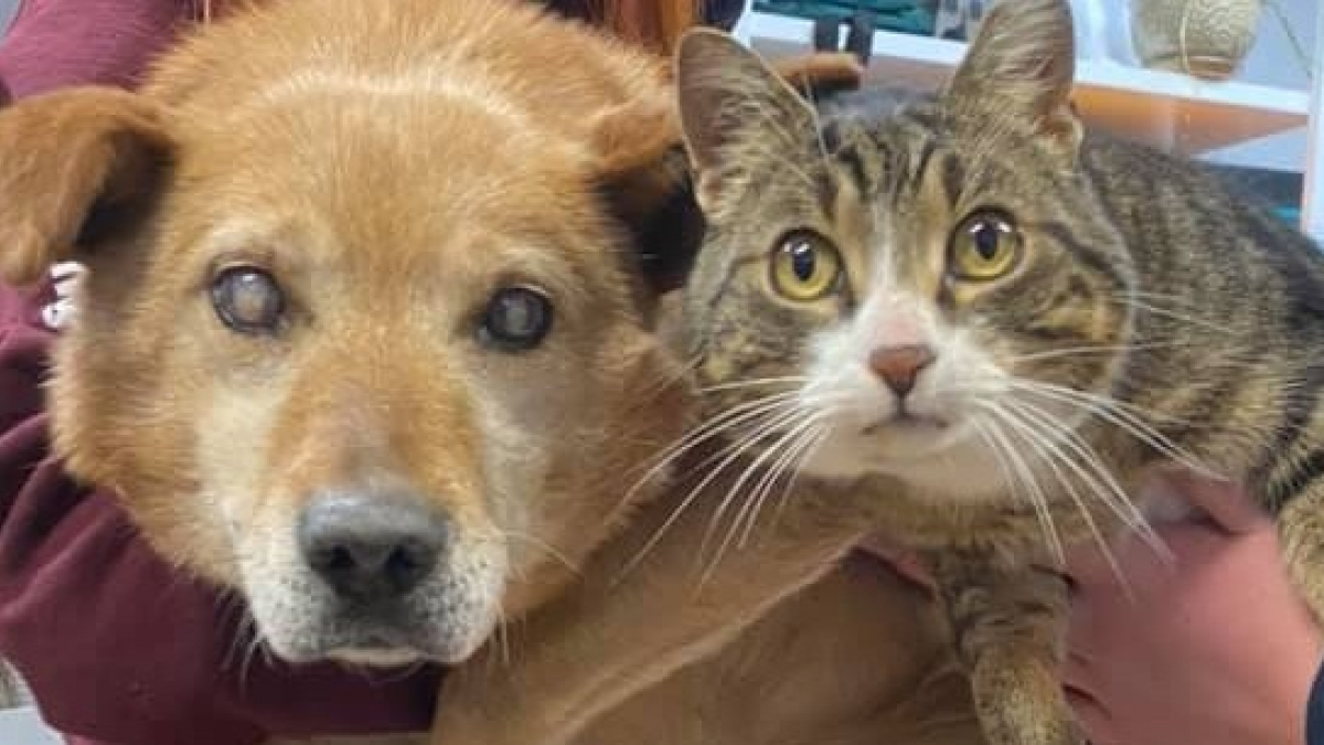 Illustration : "Un chien aveugle et son frère chat abandonnés par leurs propriétaires. Le refuge refuse de les faire adopter séparément "