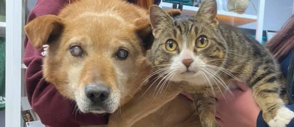 Illustration : "Un chien aveugle et son frère chat abandonnés par leurs propriétaires. Le refuge refuse de les faire adopter séparément "