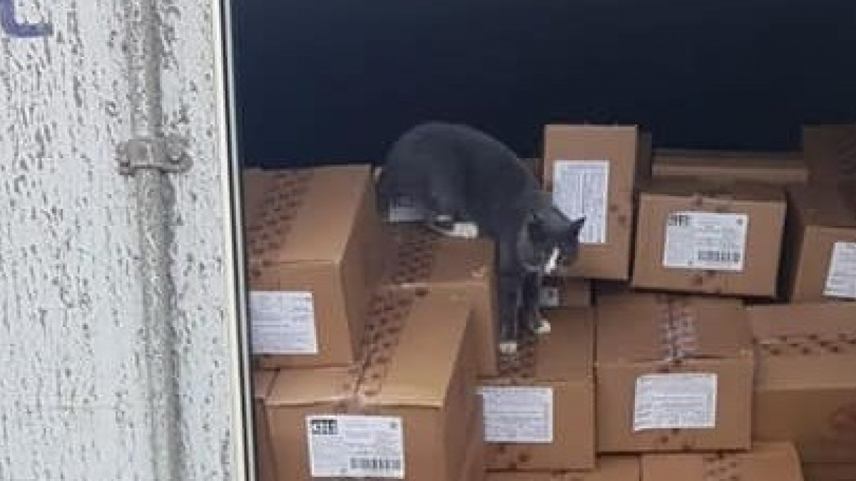 Illustration : "Piégé dans un container pendant 3 semaines, un chat survit grâce à la marchandise de bonbons"