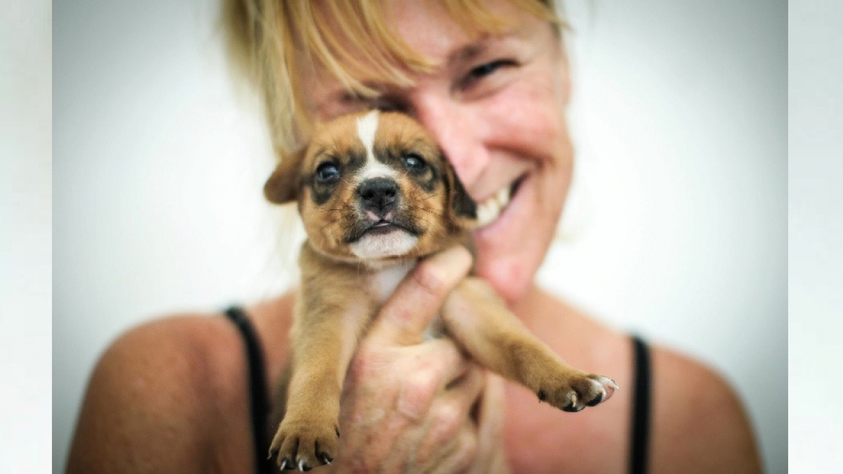 Illustration : "En vacances sur une île mexicaine, cette femme finit par sauver plus 20 000 chiens errants"