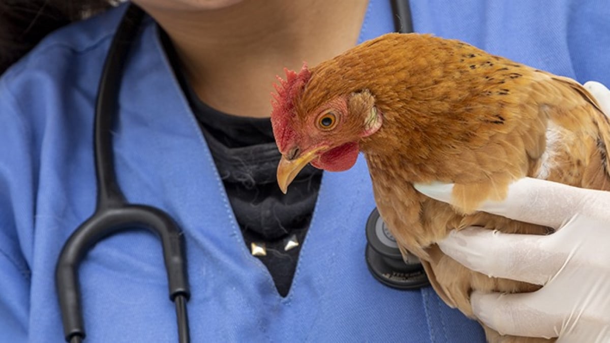 Les poux rouges chez la poule : comment les éliminer ?