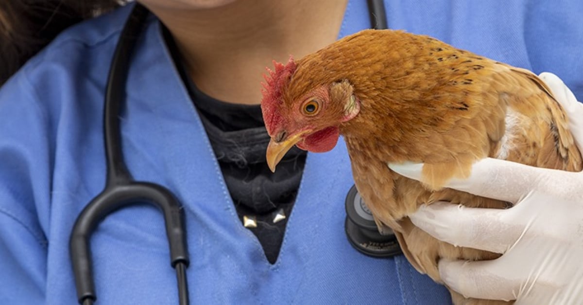 Les poux rouges chez la poule comment les éliminer