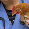 Illustration : Les poux rouges chez la poule