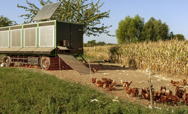 Illustration : "Choisir un poulailler mobile"
