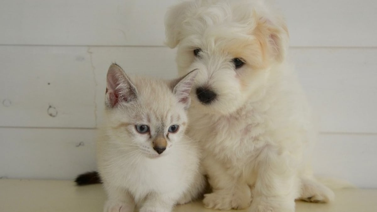 Illustration : "L'Assemblée vote la fin des ventes de chiens et chats en animalerie et une restriction sur Internet"