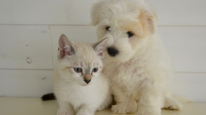 Illustration : L'Assemblée vote la fin des ventes de chiens et chats en animalerie et une restriction sur Internet