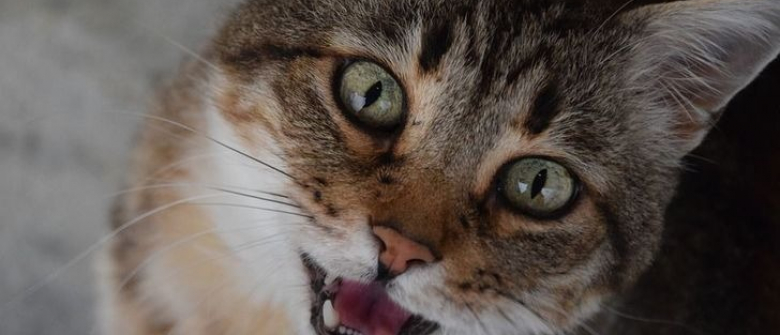 Illustration : "8 avantages à posséder un chat et validés par la science"