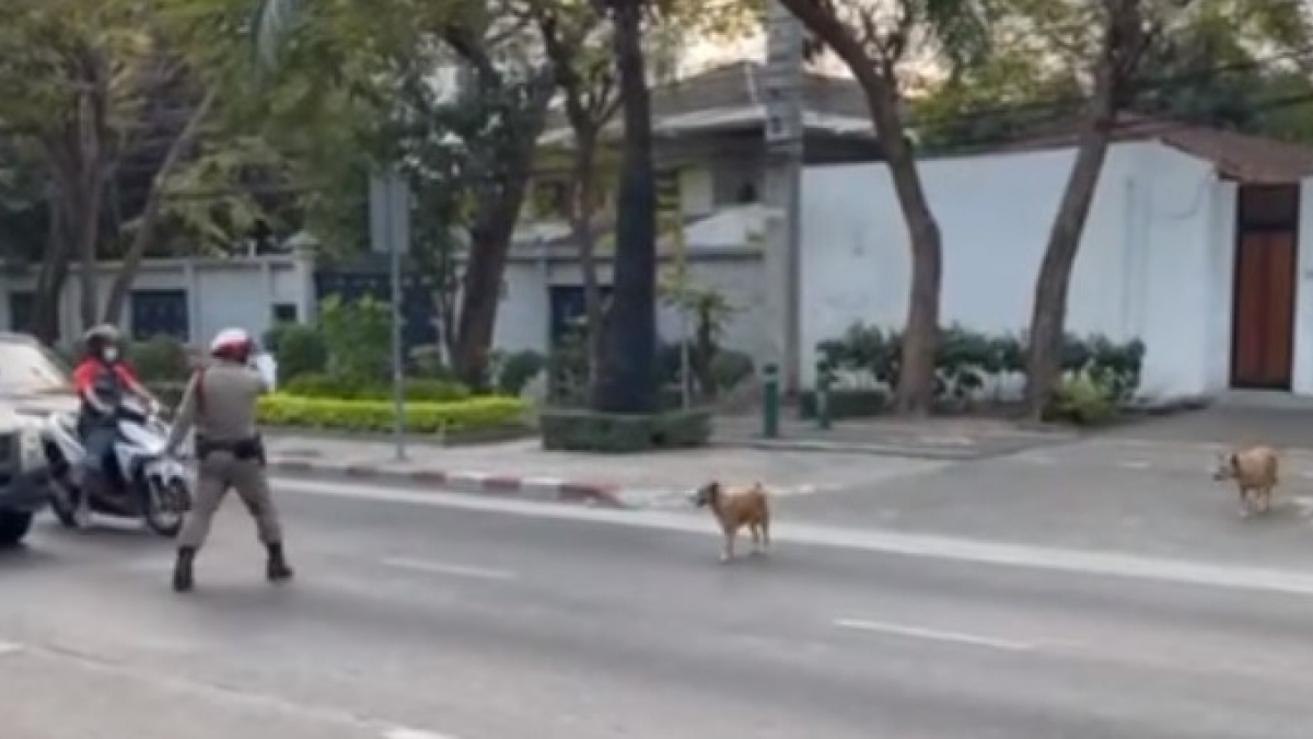 Illustration : "La séquence virale d'un policier qui stoppe la circulation pour faire traverser 2 chiens en toute sécurité (vidéo)"