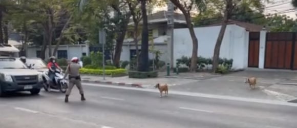 Illustration : "La séquence virale d'un policier qui stoppe la circulation pour faire traverser 2 chiens en toute sécurité (vidéo)"