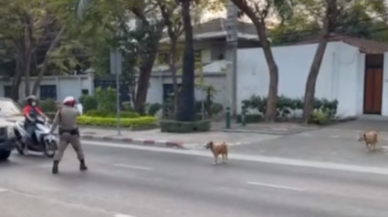 Illustration : La séquence virale d'un policier qui stoppe la circulation pour faire traverser 2 chiens en toute sécurité (vidéo)