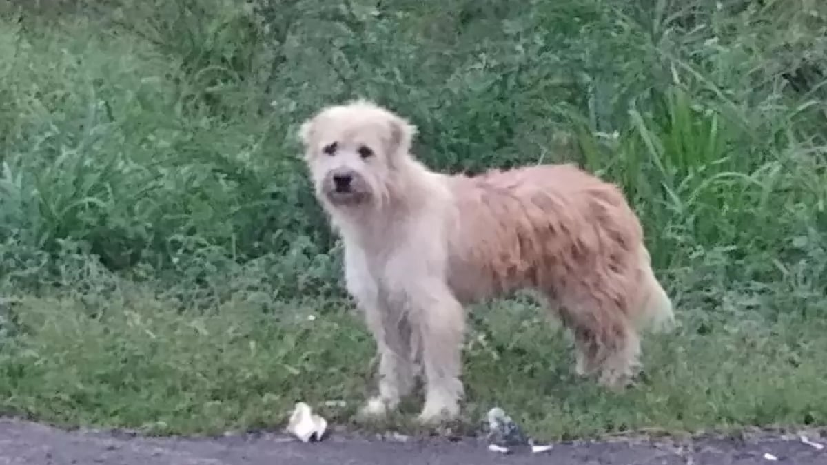 Illustration : "Un chien perdu attend pendant 4 ans au même endroit ses propriétaires. A leur retour, il ne veut plus rentrer !"