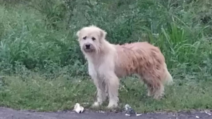 Illustration : Un chien perdu attend pendant 4 ans au même endroit ses propriétaires. A leur retour, il ne veut plus rentrer !