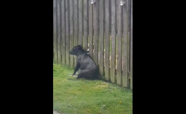 Illustration : "Un chien rend quotidiennement visite au chiot des voisins pour obtenir son massage (vidéo)"