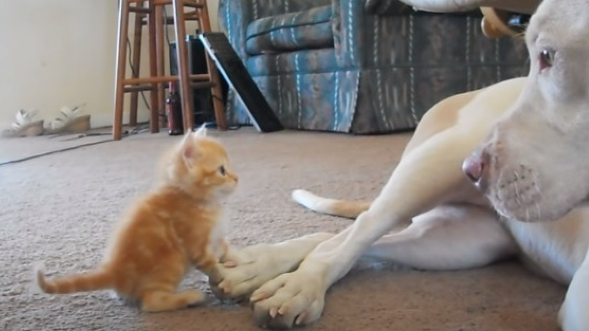 Illustration : "La rencontre touchante et adorable entre un Pitbull et un chaton (vidéo)"
