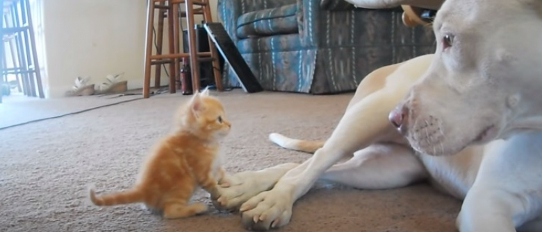 5 Raisons Pour Lesquelles Votre Chat Petrit Avec Ses Pattes 5 Raisons Pour Lesquelles Votre Chat Petrit Avec Ses Pattes