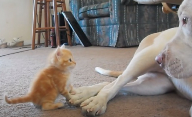 Illustration : "La rencontre touchante et adorable entre un Pitbull et un chaton (vidéo)"