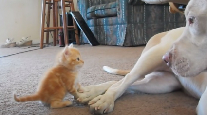 Illustration : La rencontre touchante et adorable entre un Pitbull et un chaton (vidéo)