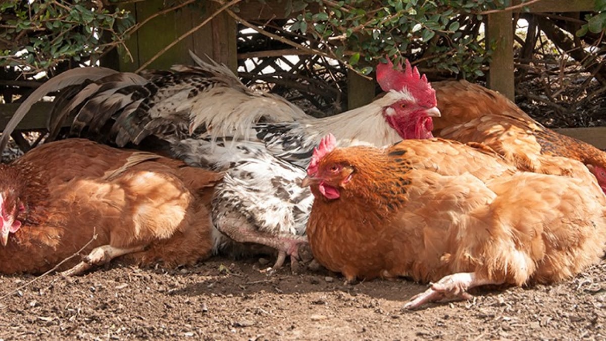 Illustration : "Protéger ses poules de la chaleur"