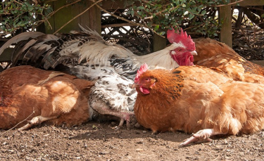 Illustration : "Protéger ses poules de la chaleur"