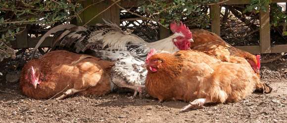 Illustration : "Protéger ses poules de la chaleur"