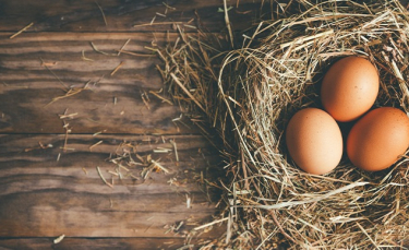 Illustration : "Mes poules ne pondent pas : pourquoi ?"