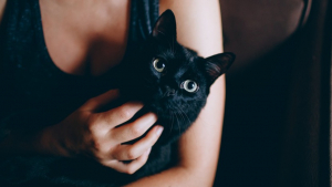 Illustration : "A cause du confinement, les chats auraient de plus en plus de mal à tolérer la présence de leurs propriétaires"