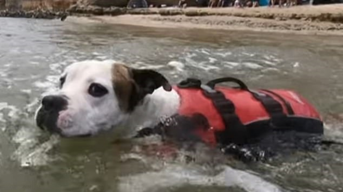 Illustration : "Un chien équipé d'un gilet de sauvetage sauve un enfant de la noyade"