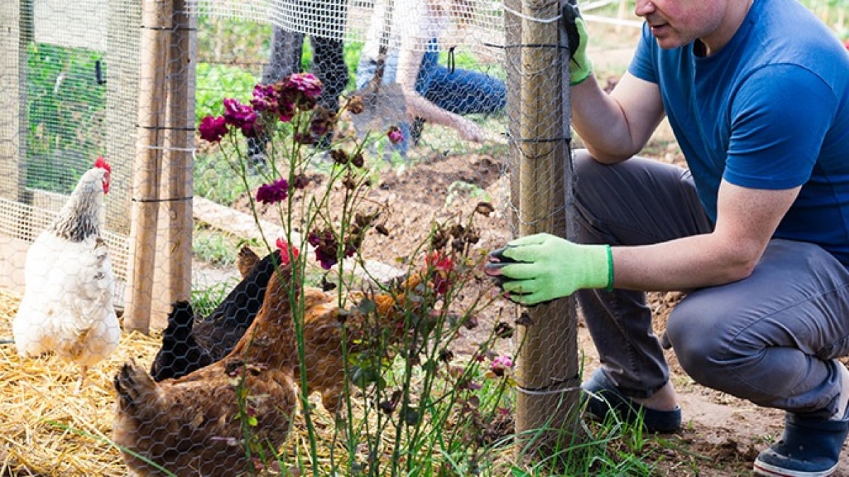 Construire une maison pour tortue de terre : guide pratique