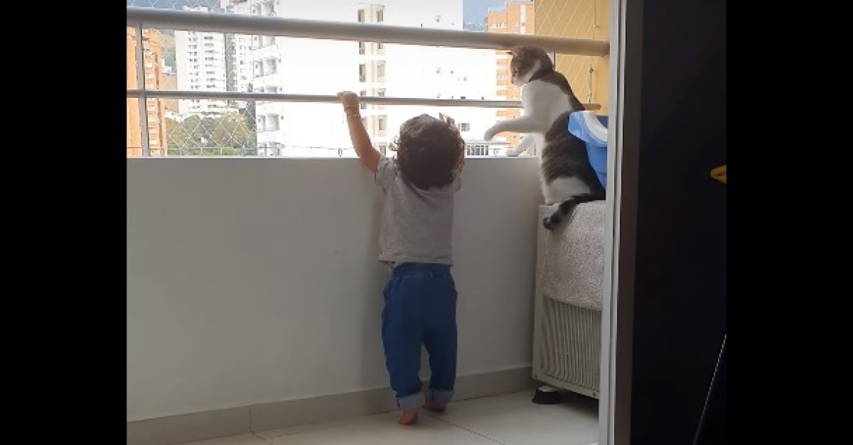 Un Chat Heroique Empeche Un Bebe De Monter Sur Le Balcon Video Un Chat Heroique Empeche Un Bebe De Monter Sur Le Balcon Video