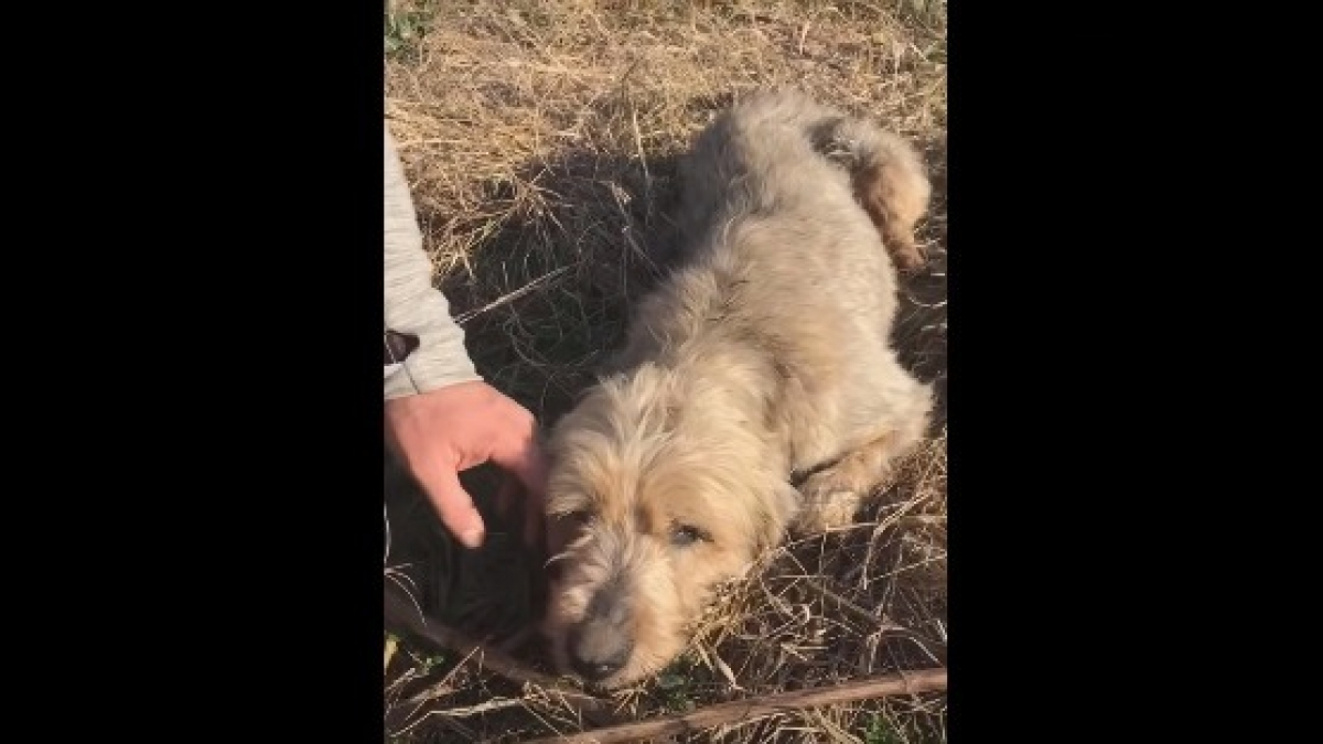 Illustration : "Le sauvetage in extremis d'une vieille chienne aveugle, abandonnée dans un champ (vidéo)"