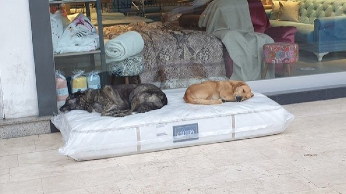Illustration : "Un magasin de meubles laisse des matelas sur son trottoir pour offrir un lit aux chiens errants du quartier "