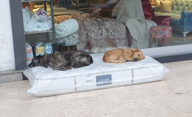 Illustration : "Un magasin de meubles laisse des matelas sur son trottoir pour offrir un lit aux chiens errants du quartier "