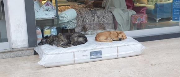 Illustration : "Un magasin de meubles laisse des matelas sur son trottoir pour offrir un lit aux chiens errants du quartier "