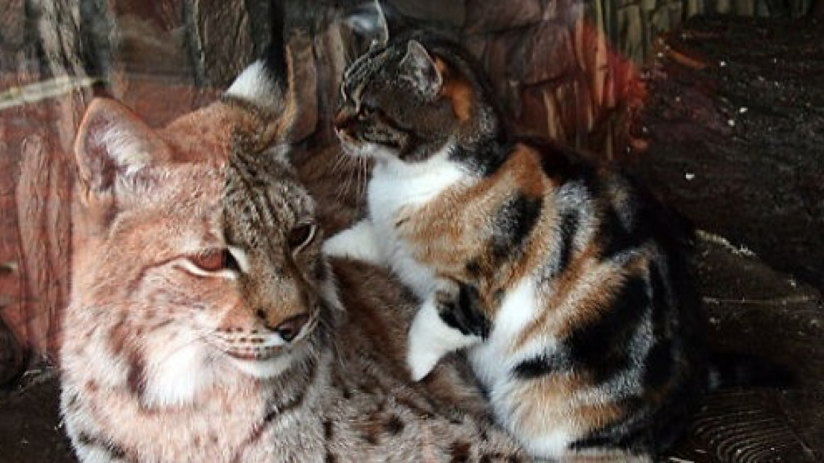 Illustration : "Un chat errant s'introduit dans un zoo et se lie d'amitié avec un lynx (vidéo)"