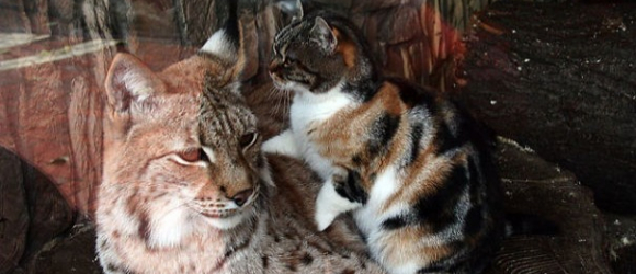 Illustration : "Un chat errant s'introduit dans un zoo et se lie d'amitié avec un lynx (vidéo)"