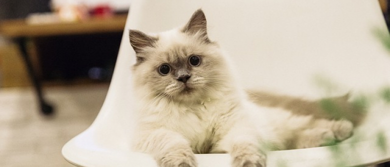 Illustration : "12 infos à savoir sur les chats Ragdoll"