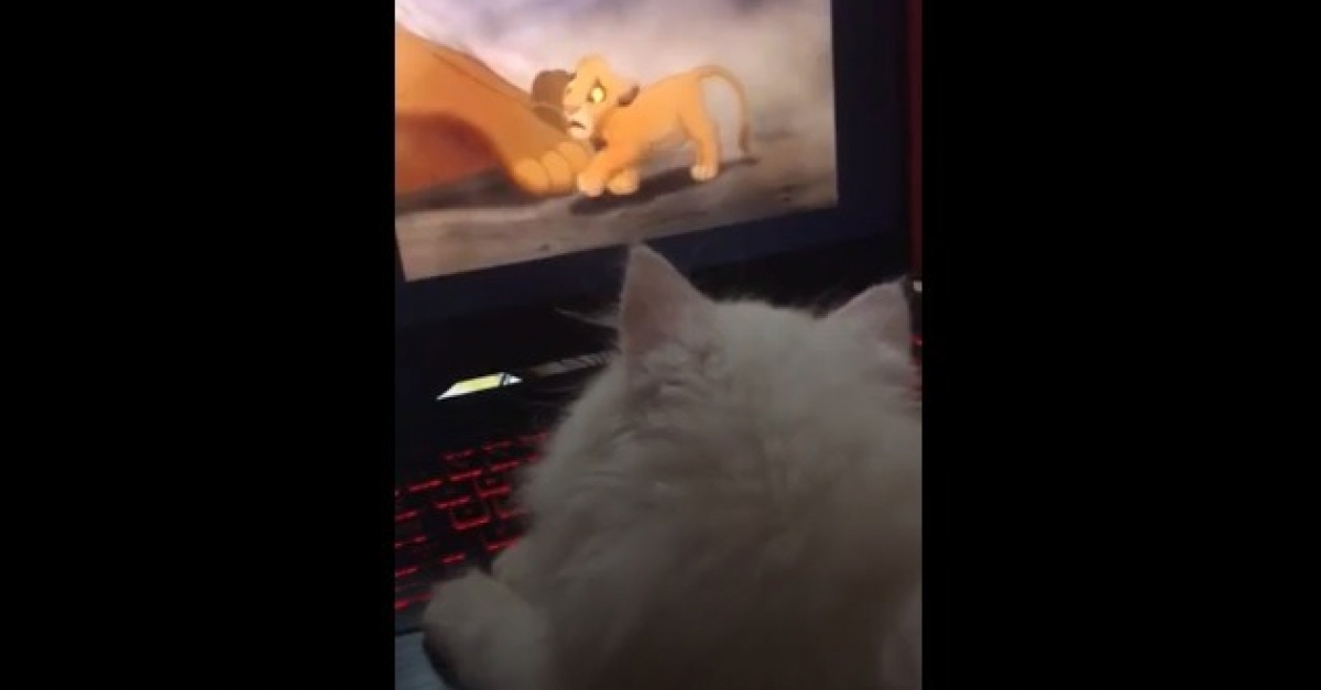 L Emotion Etonnante D Un Chaton Devant La Scene La Plus Triste Du Roi Lion Video L Emotion Etonnante D Un Chaton Devant La Scene La Plus Triste Du Roi Lion Video