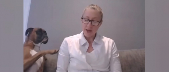Illustration : "La vidéo hilarante d'un Boxer qui réclame l'attention de sa maman professeure en plein cours par visioconférence"