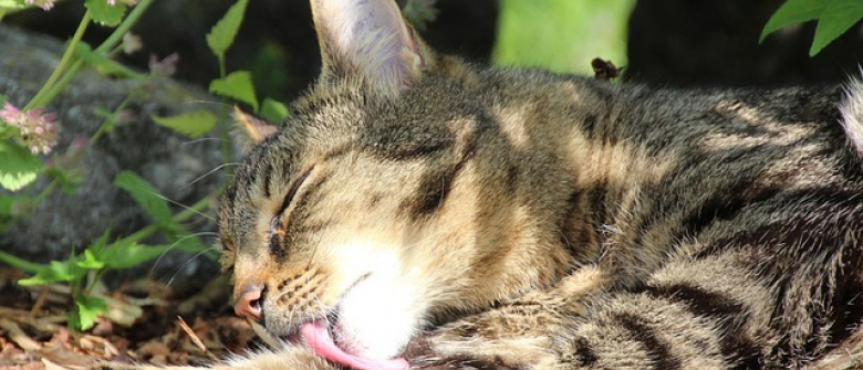 Illustration : "19 astuces pratiques pour tous les propriétaires de chats "