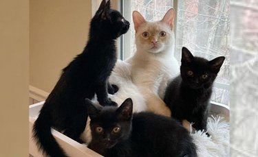 Illustration : "Un chat de famille recueille et prend sous son aile 3 chatons retrouvés dans une ruelle "