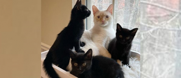 Illustration : "Un chat de famille recueille et prend sous son aile 3 chatons retrouvés dans une ruelle "