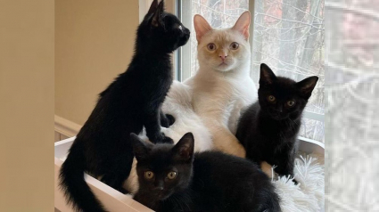 Illustration : Un chat de famille recueille et prend sous son aile 3 chatons retrouvés dans une ruelle 