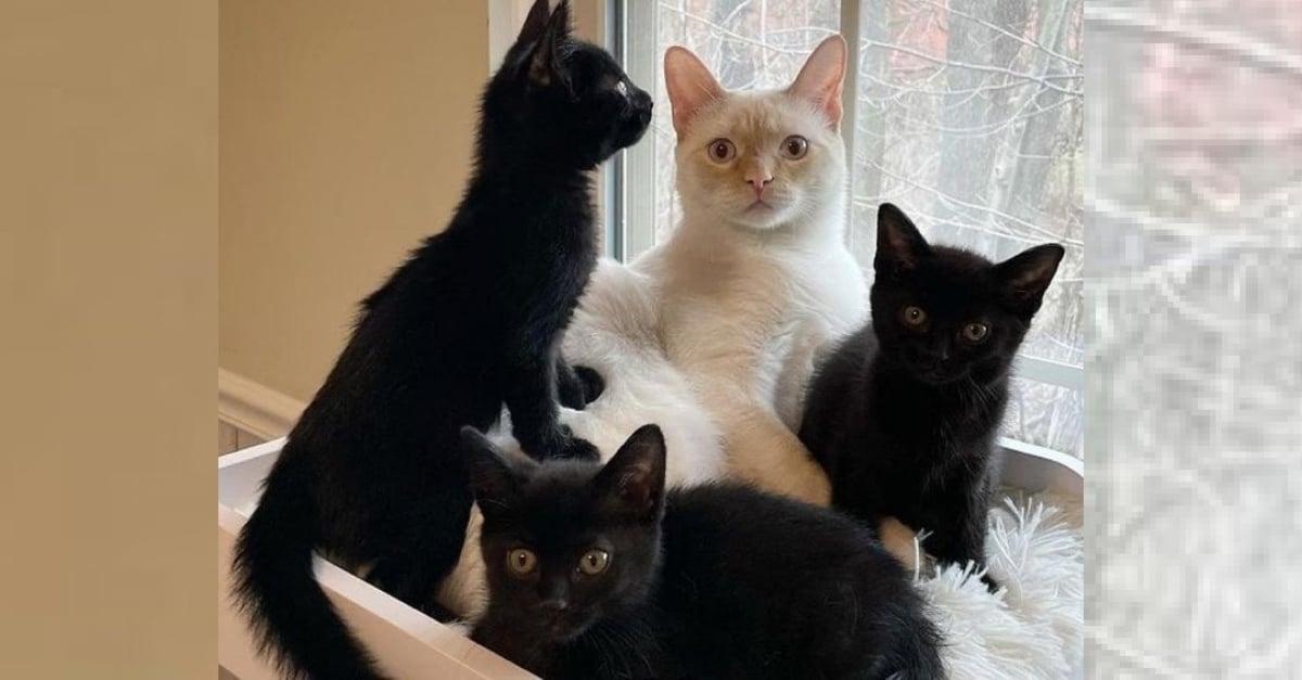 Un Chat De Famille Recueille Et Prend Sous Son Aile 3 Chatons Retrouves Dans Une Ruelle
