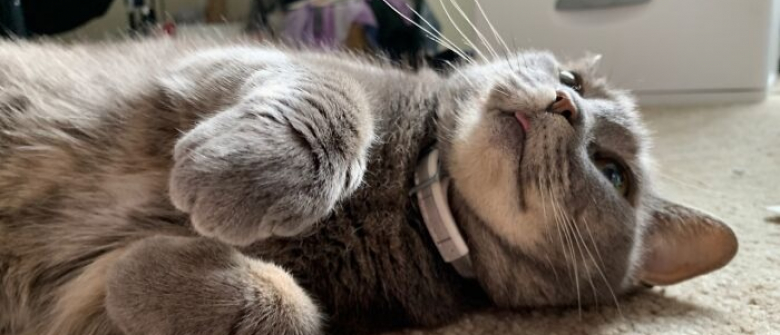 Cet Adorable Chat Qui Louche Met Sa Popularite Sur Les Reseaux Sociaux Au Service Des Refuges Cet Adorable Chat Qui Louche Met Sa Popularite Sur Les Reseaux Sociaux Au Service Des Refuges
