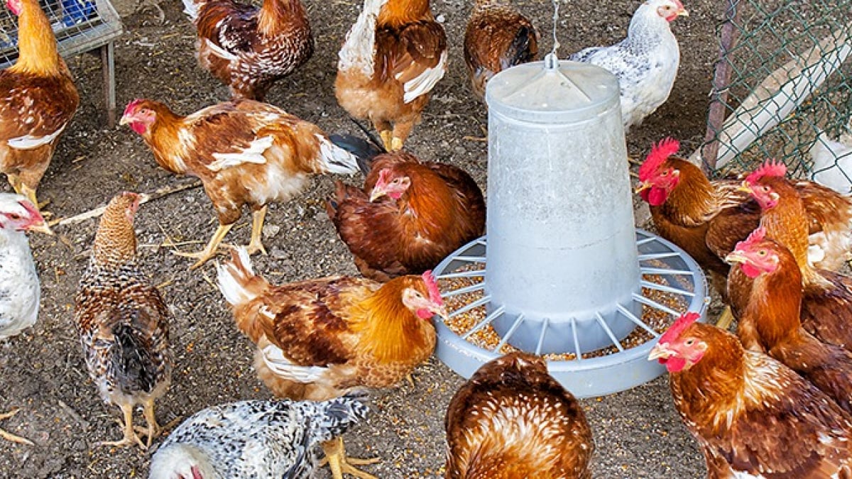 Mangeoire en Plastique avec 3 Pieds Mangeoire Poules avec à