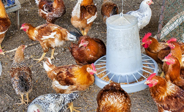 Illustration : "Choisir une mangeoire pour poules"